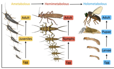 An image showing the life cycles of an ametabolous silverfish, a hemimetabolous stonefly, and a holometabolous fly.